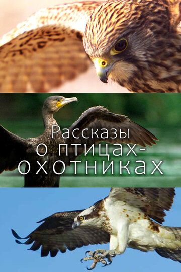 Рассказы о птицах-охотниках (2011) Рассказы о птицах-охотниках (2011)