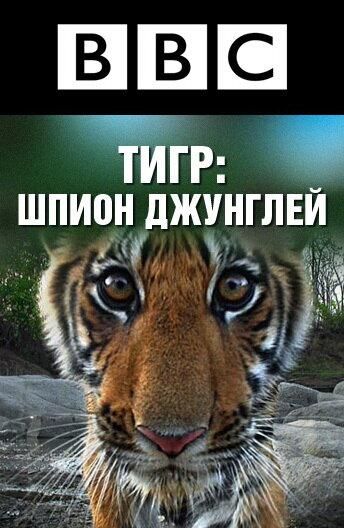 BBC: Тигр — Шпион джунглей (2008) BBC: Тигр — Шпион джунглей (2008)