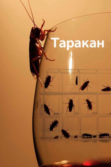 Таракан (2010) Таракан (2010)
